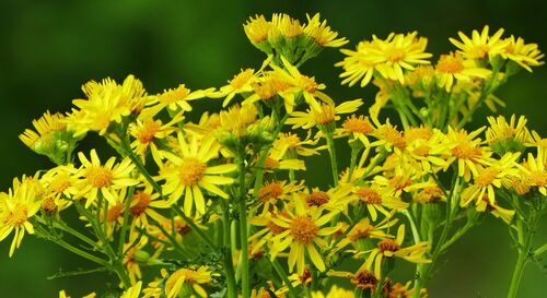 Blüht schön, ist aber hochgiftig: Das Jakobskreuzkraut ist auch in der Einheitsgemeinde Bienenbüttel wieder häufiger zu finden. Foto: Pixabay/Ramboldheiner